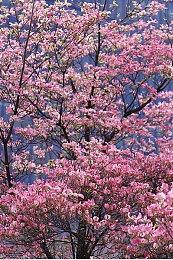 BLG 3:1战胜HLE 晋级《英雄联盟》S14四强